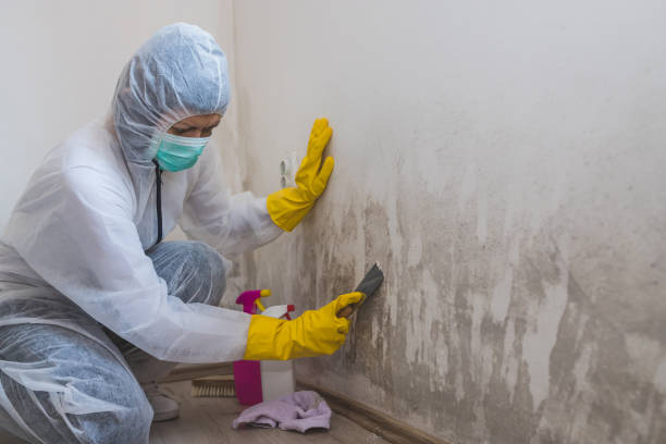 Attic Mold Removal in Archbald, PA