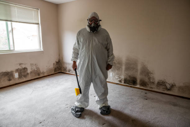 Trusted Archbald, PA Mold Removal Experts